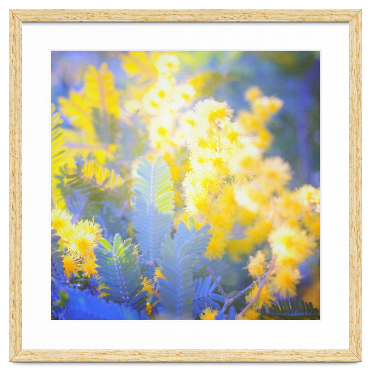 Yellow shiny flowers