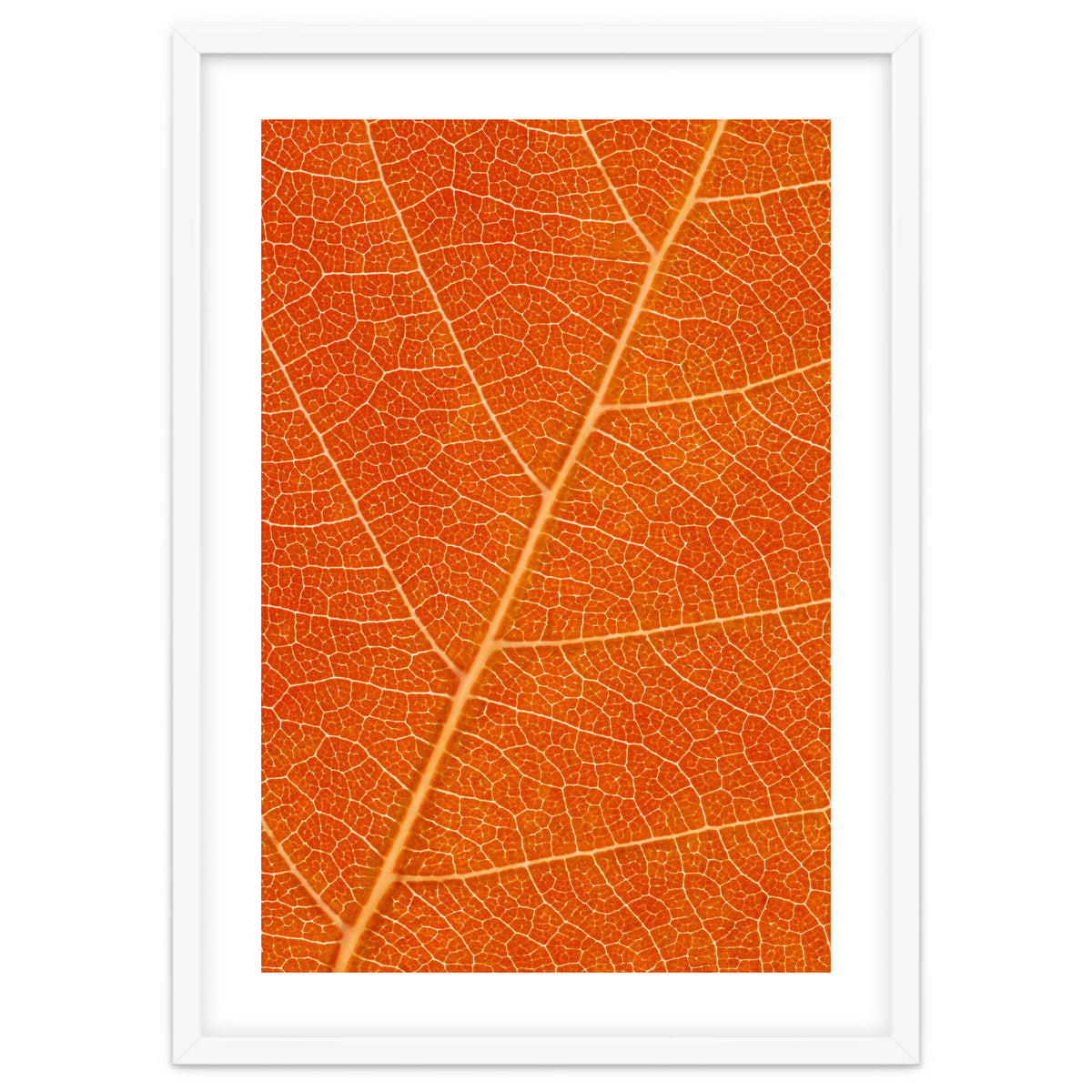 Autumn Leaf