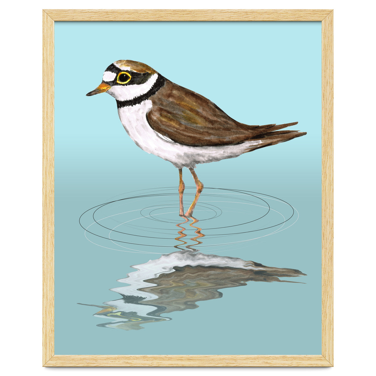Little ringed  plover