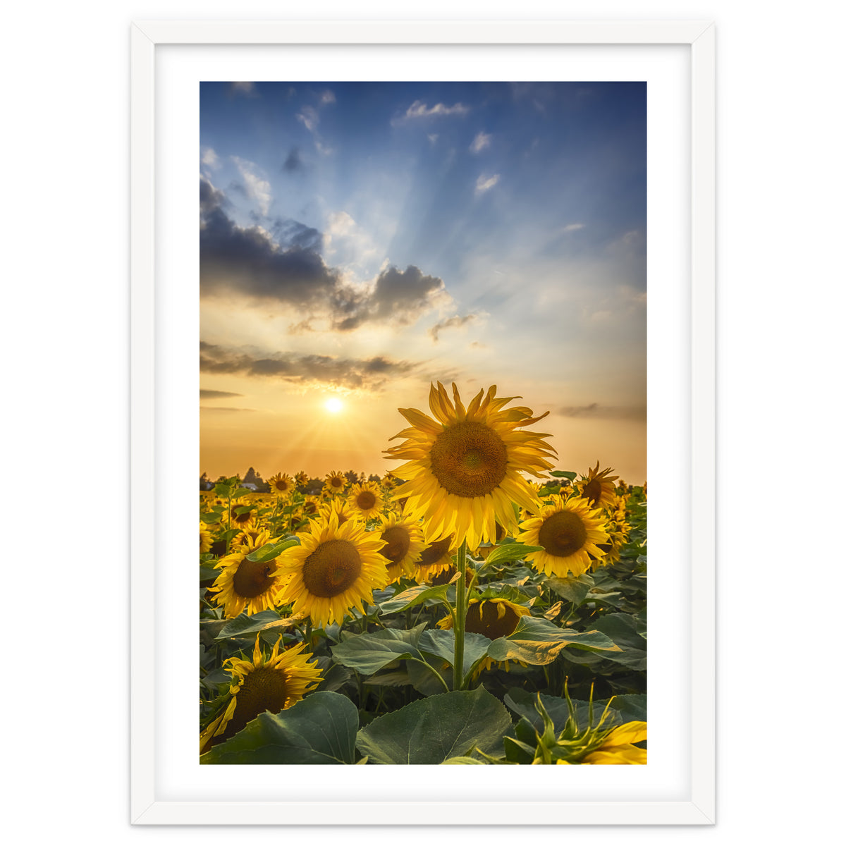 Sunflower field at sunset