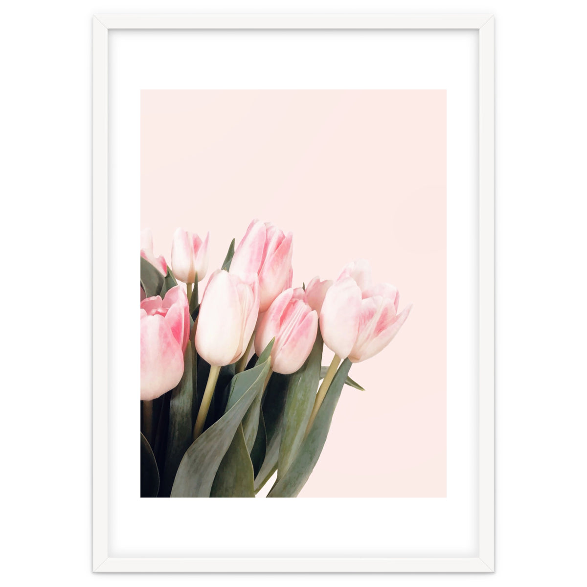 Pink Tulips