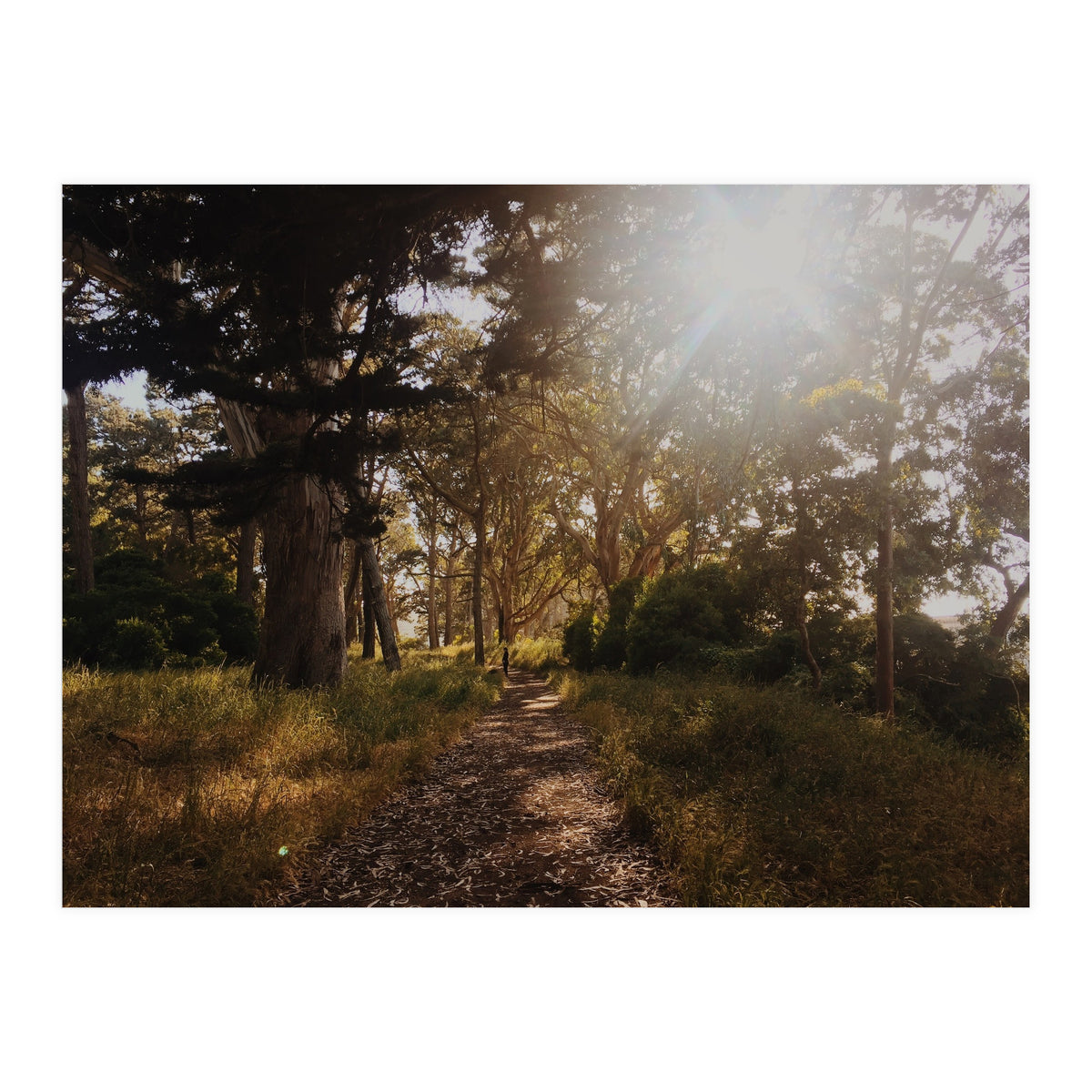 Golden Gate Park (Print Only)