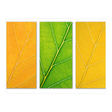 Autumn Leaves (Print Only) thumbnail
