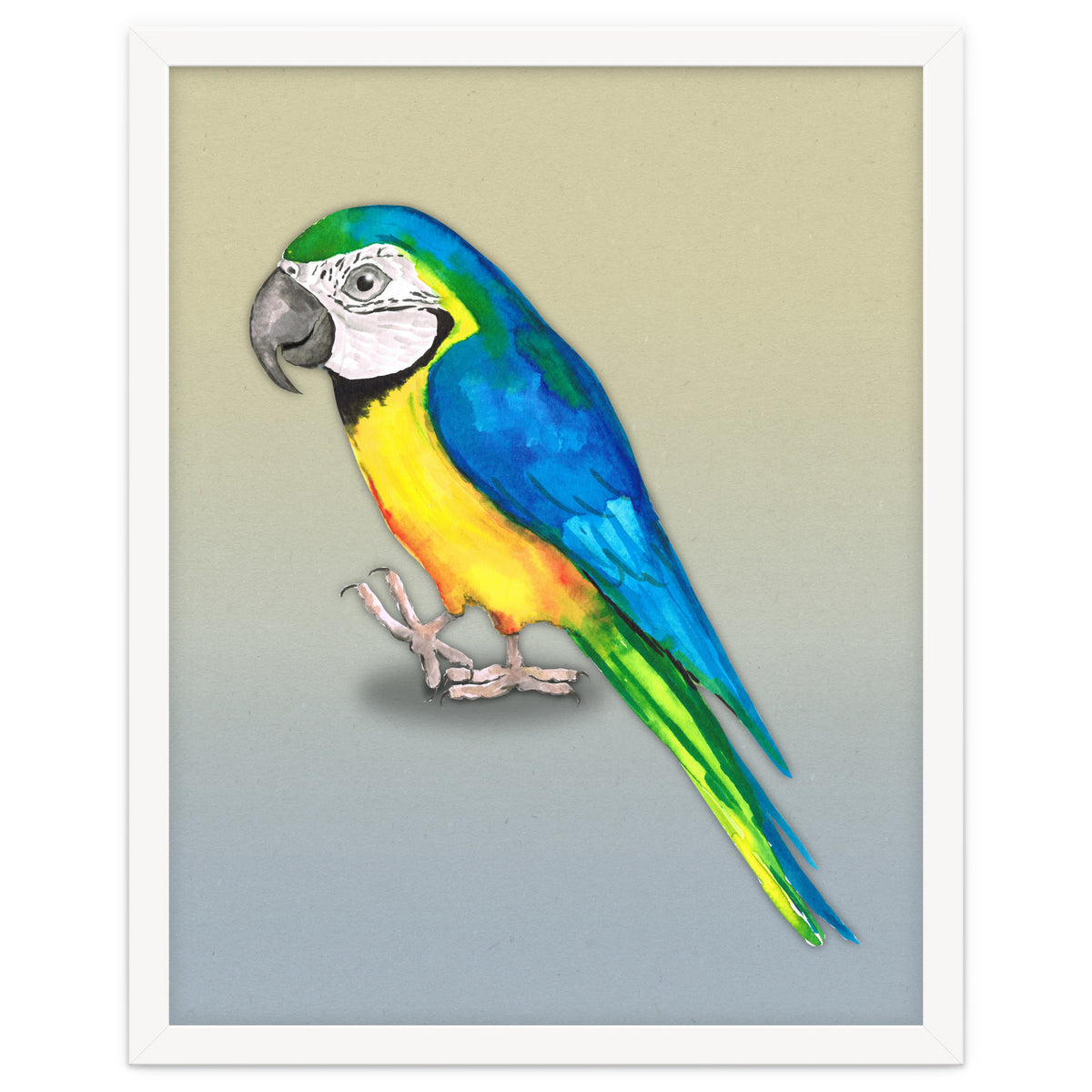 Blue and yellow macaw