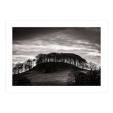 Trees in Silhouette (Print Only) thumbnail