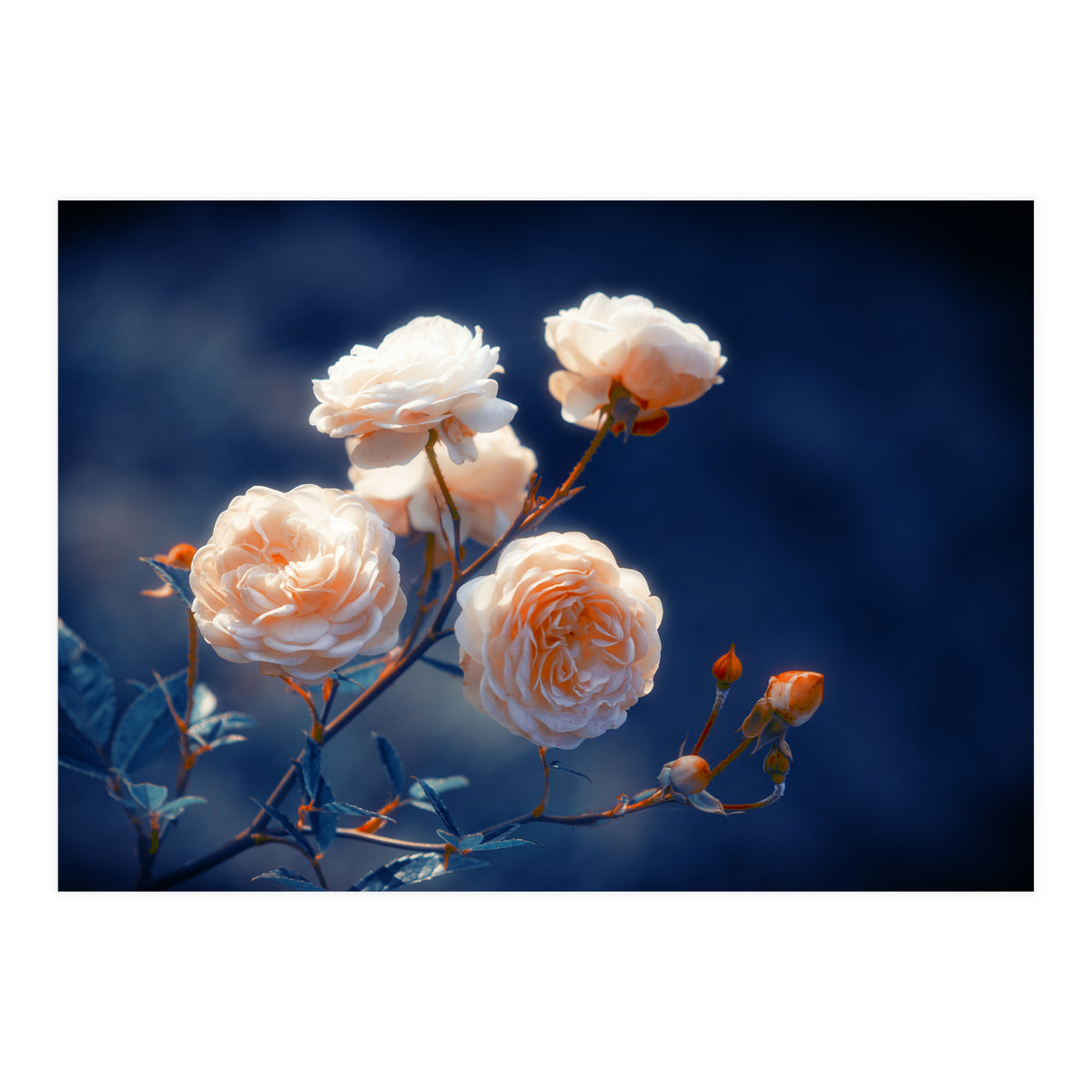 Rose Garden (Print Only)