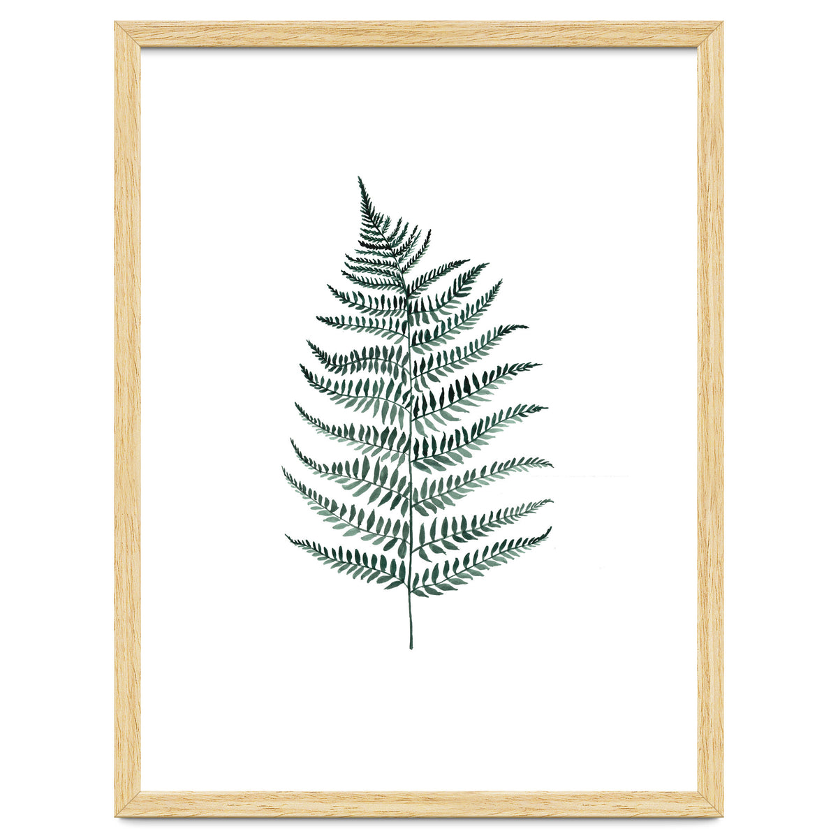 Botanical Illustration Silverfern