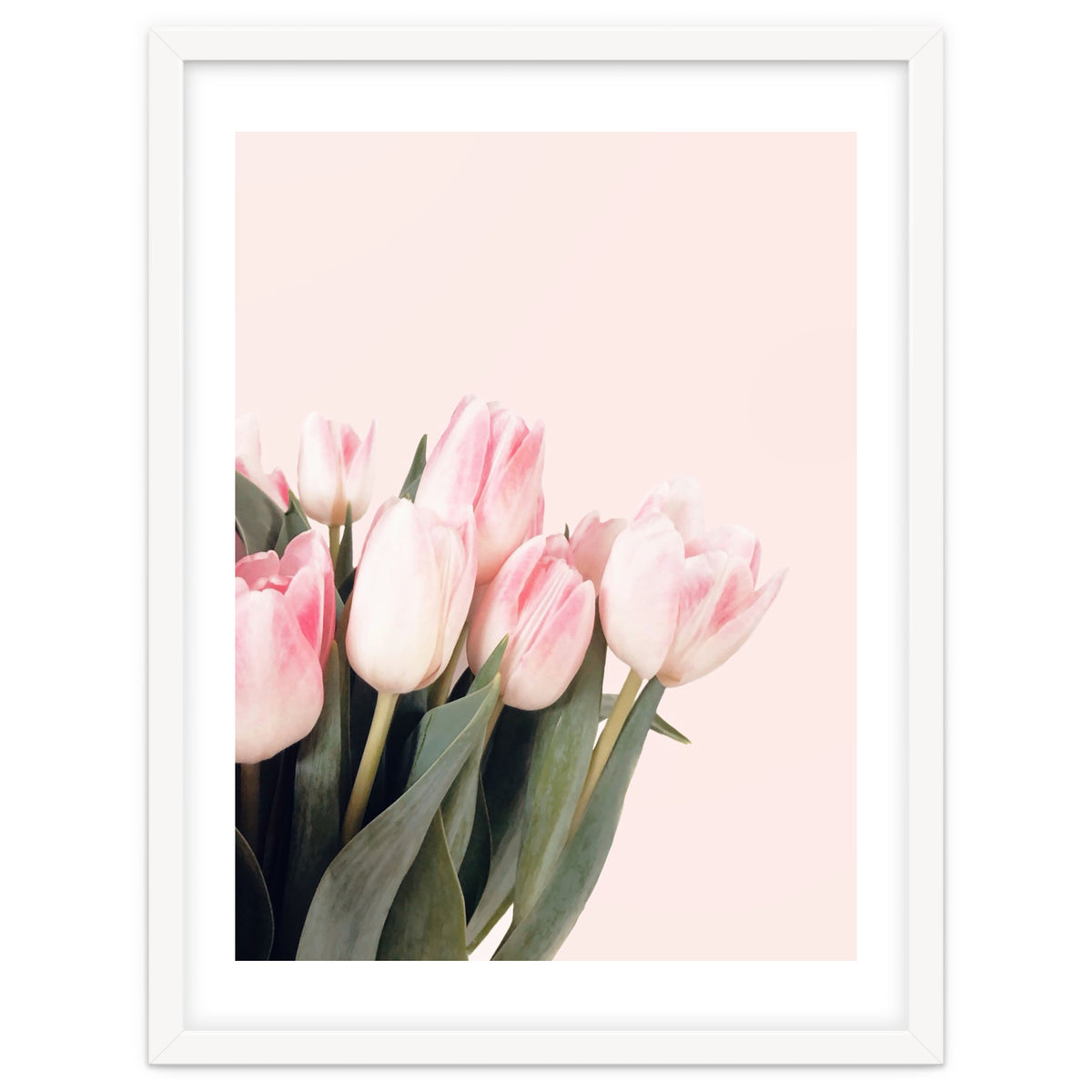 Pink Tulips