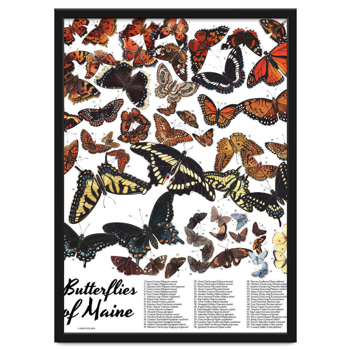 Maine Butterflies Chart