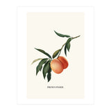 Peachy (Print Only) thumbnail