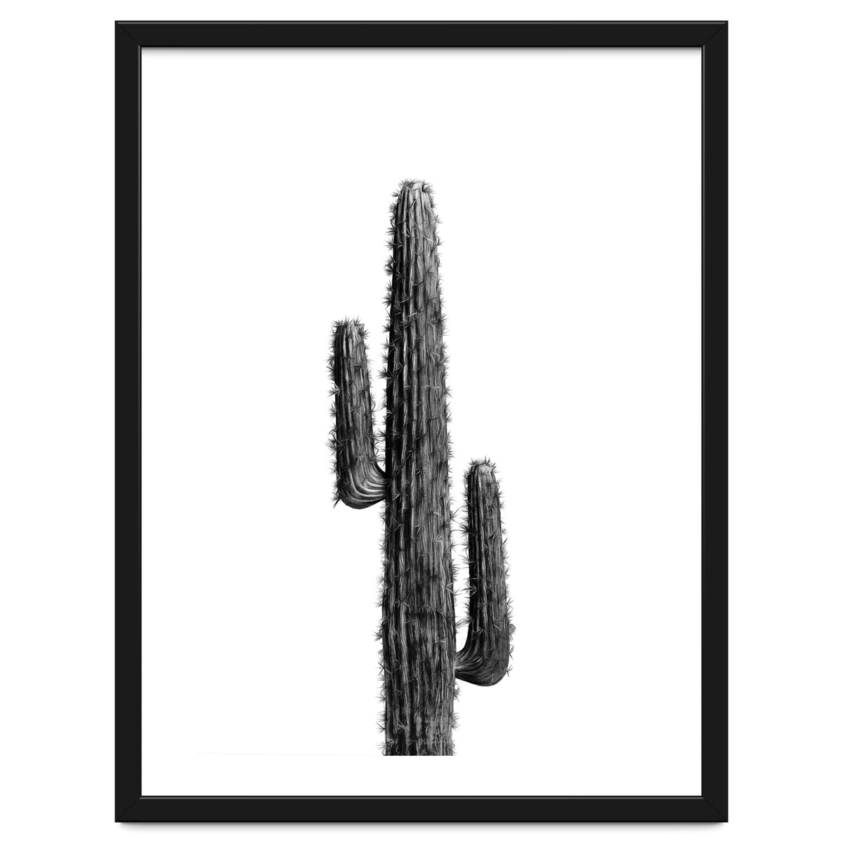 Cactus Black and White 01