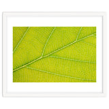 Autumn Leaf thumbnail
