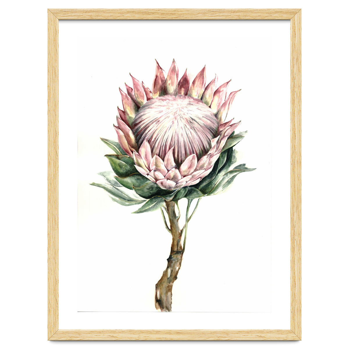 Protea