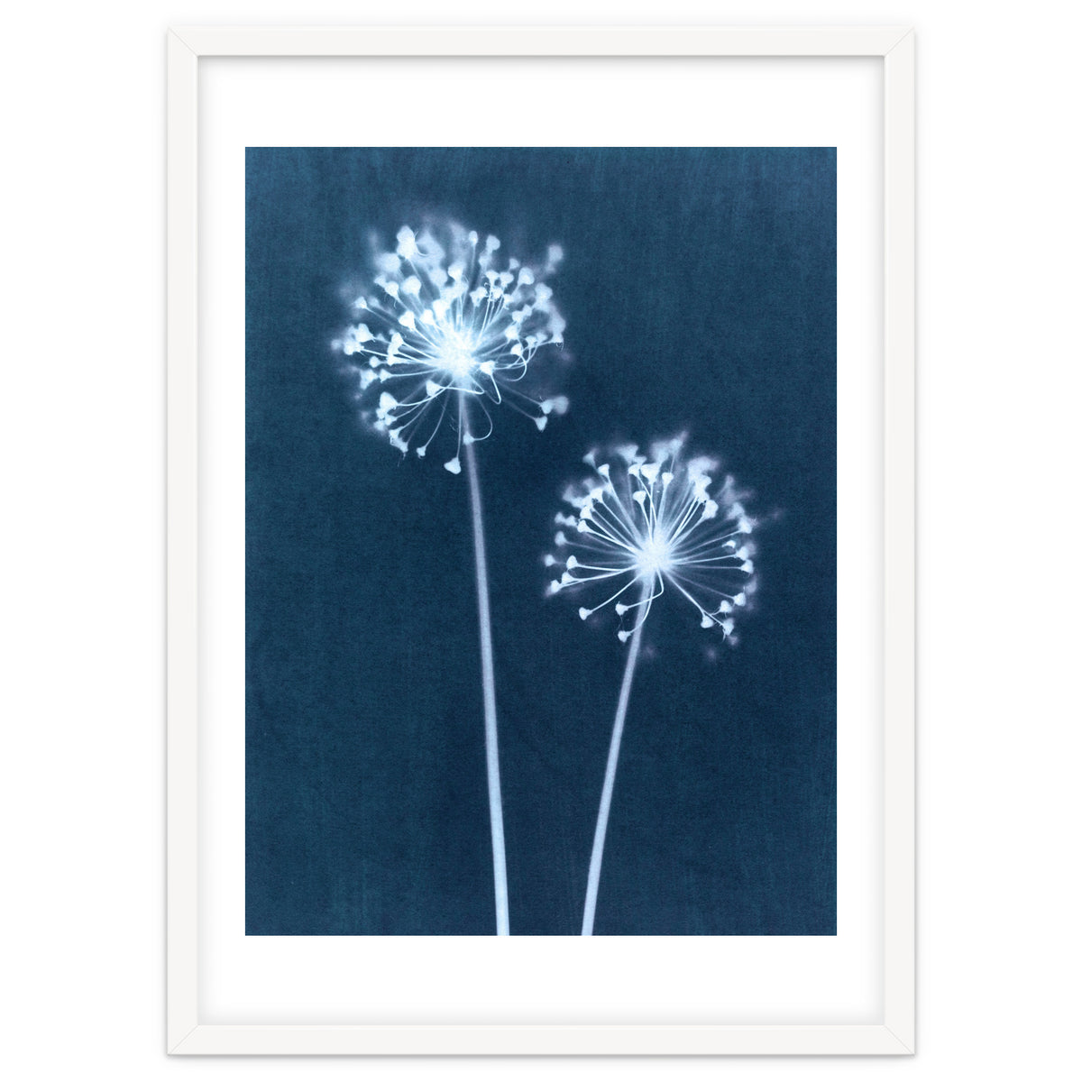 Indigo Dandelion