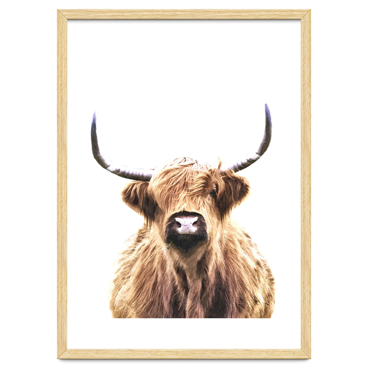 Highland Cow Portrait