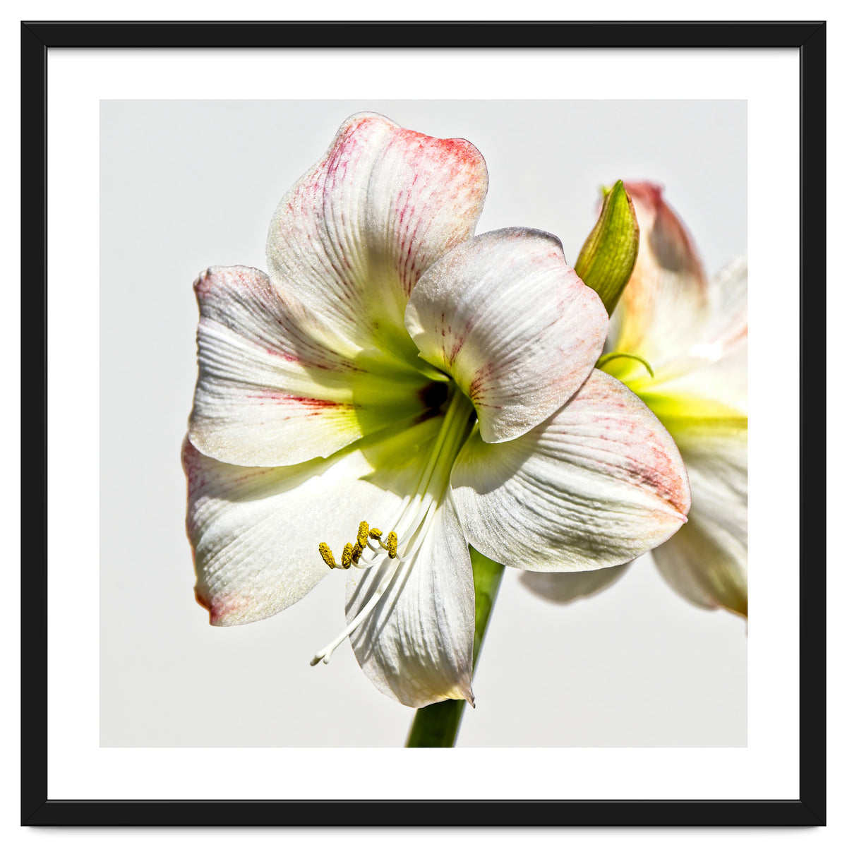 Amaryllis 1
