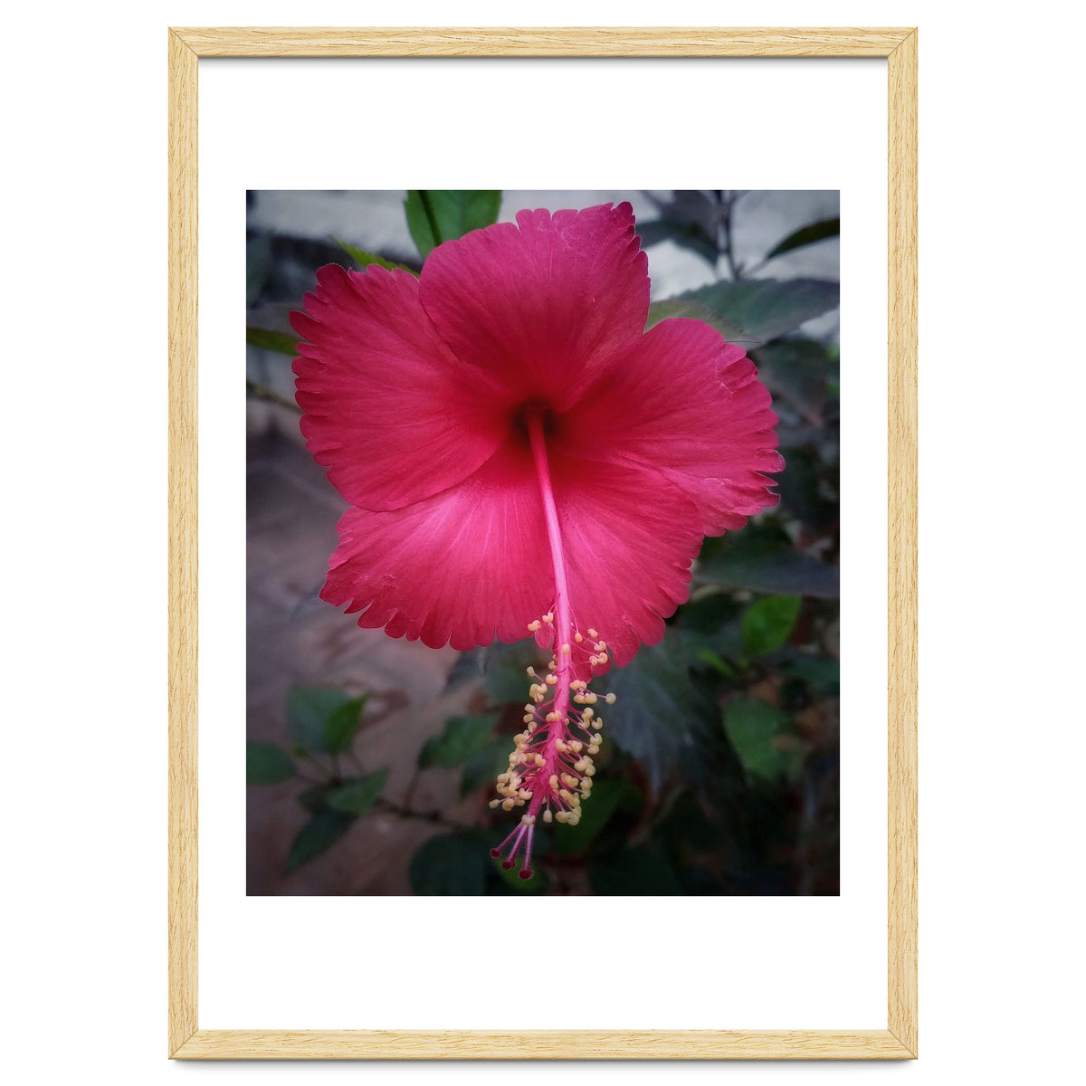 Beautiful Hibiscus Flora