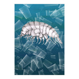 Eurythenes Plasticus (Print Only) thumbnail