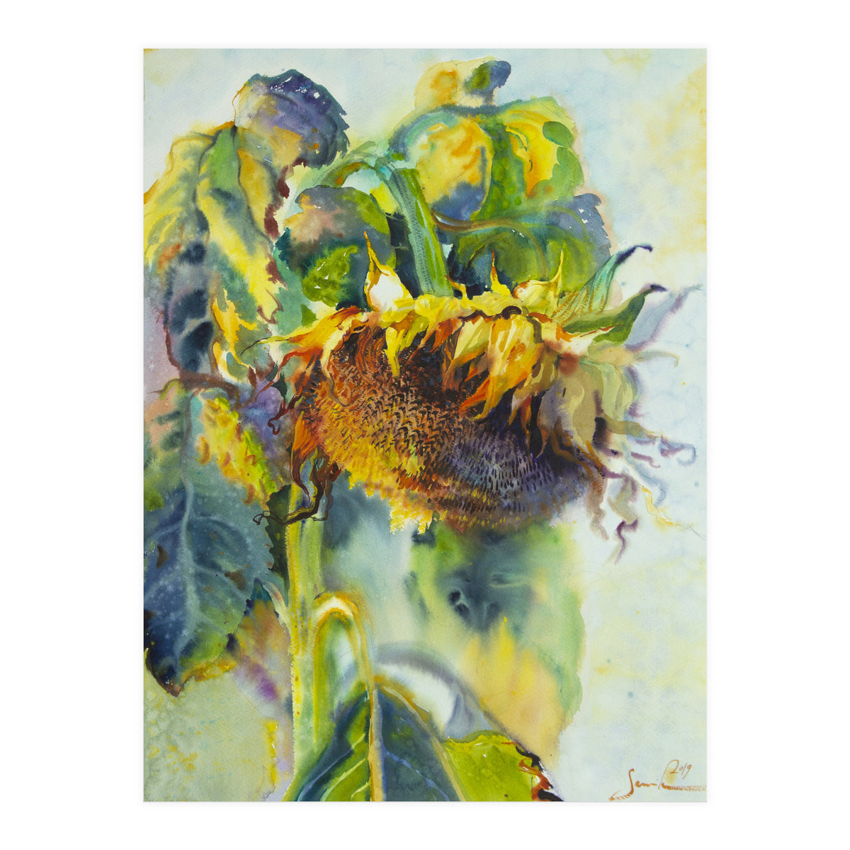 Sunflower Art. Sunny day sunflowers Art (Print Only)