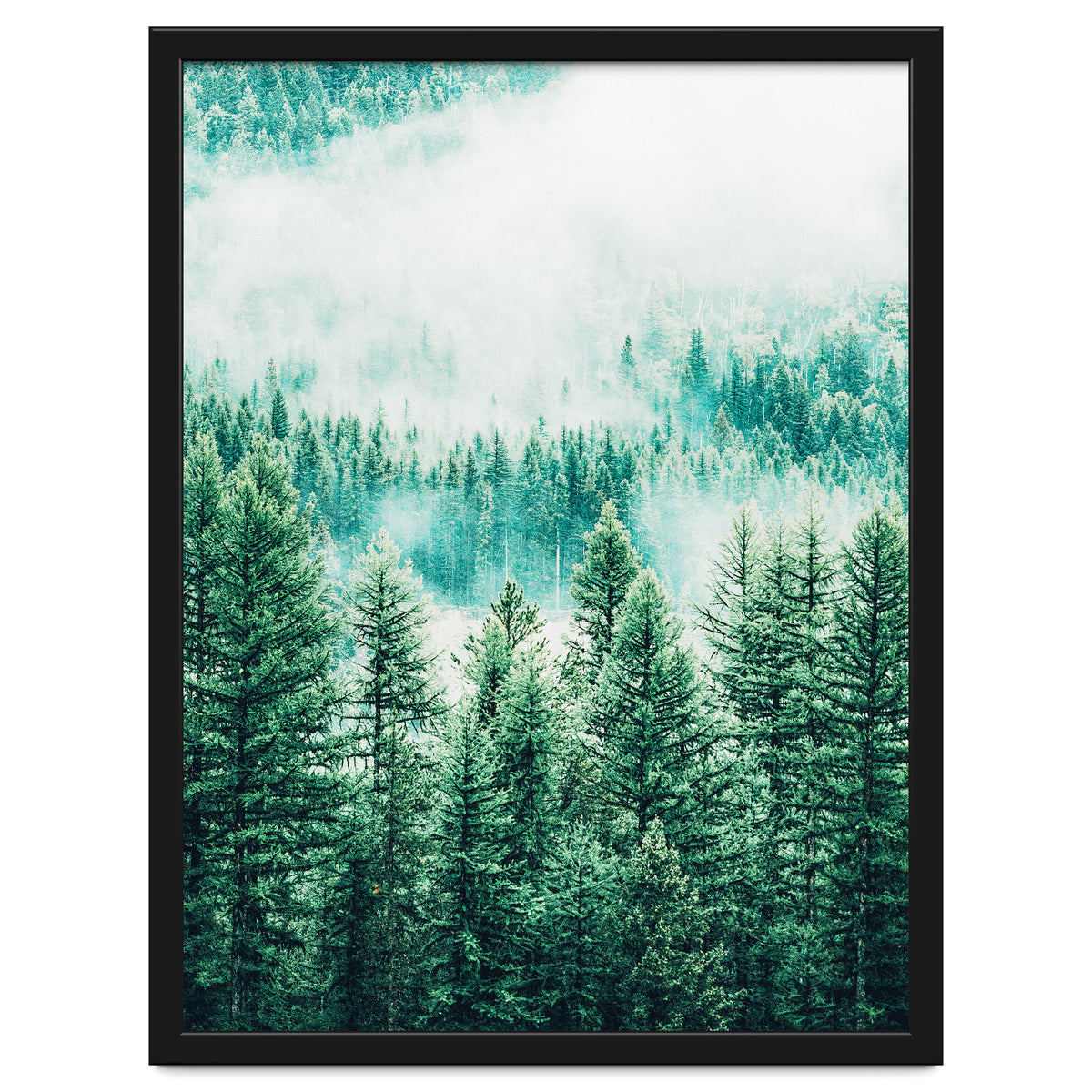 Forest And Fog