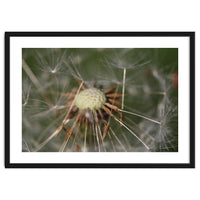 Dandelion Seeds