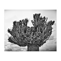 Cut down tree top (Print Only)