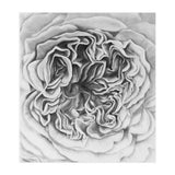 A Rose in Monochrome (Print Only) thumbnail