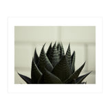 Succulent (Print Only) thumbnail