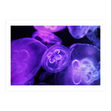 Jellyfish (Print Only) thumbnail