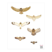 Typical owls & Barn owl (Print Only)