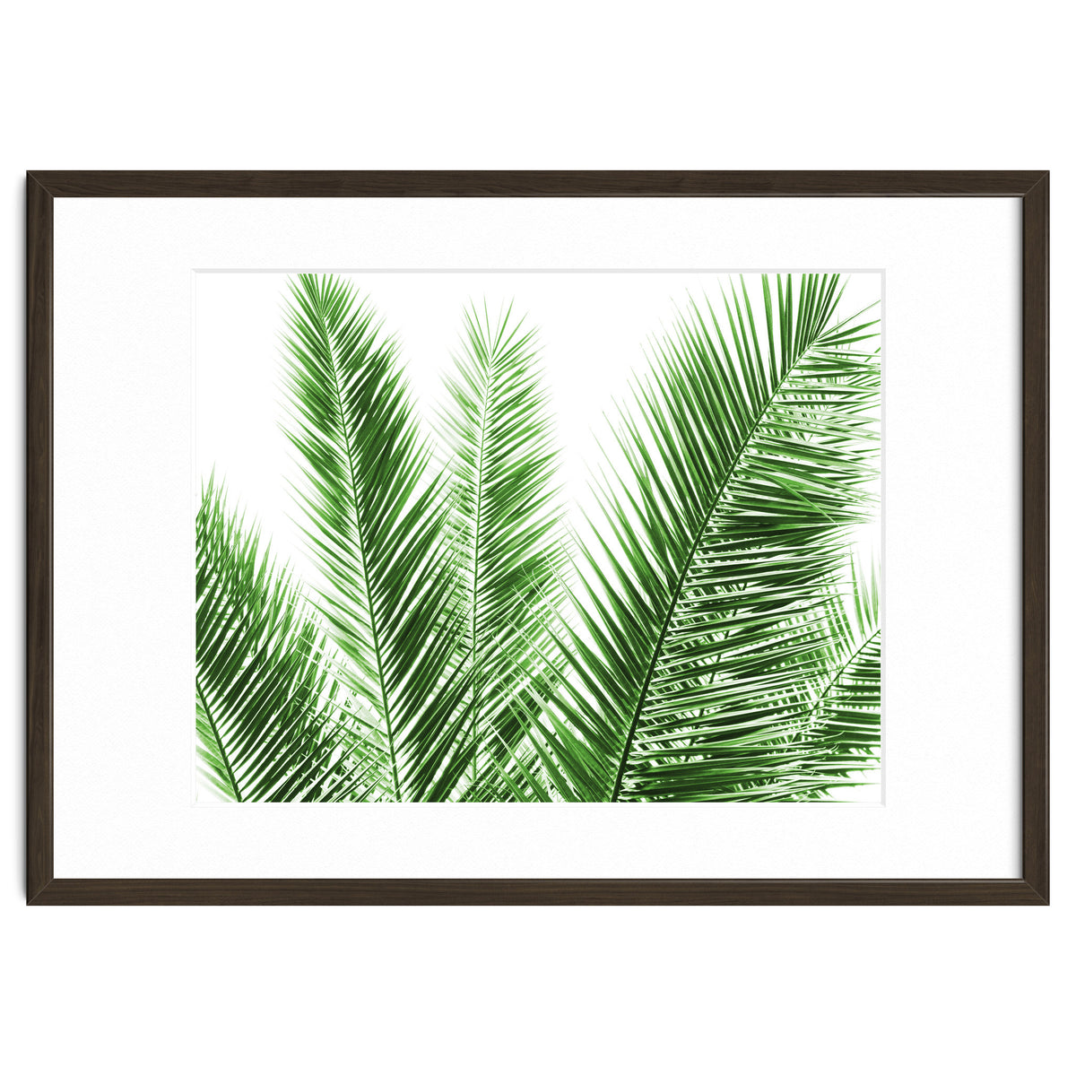 Palm Leaves