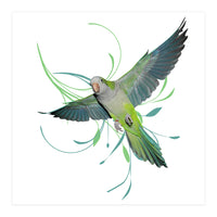Flying quaker parrot (Print Only)