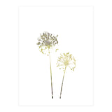 Neutral Dandelions (Print Only) thumbnail