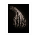Gourds No 2 (Print Only) thumbnail
