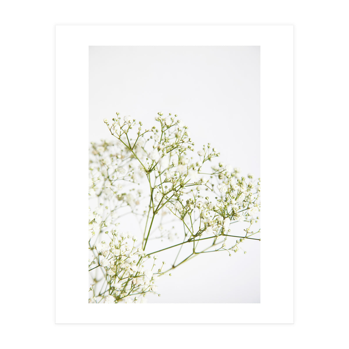 Flowers (Print Only)