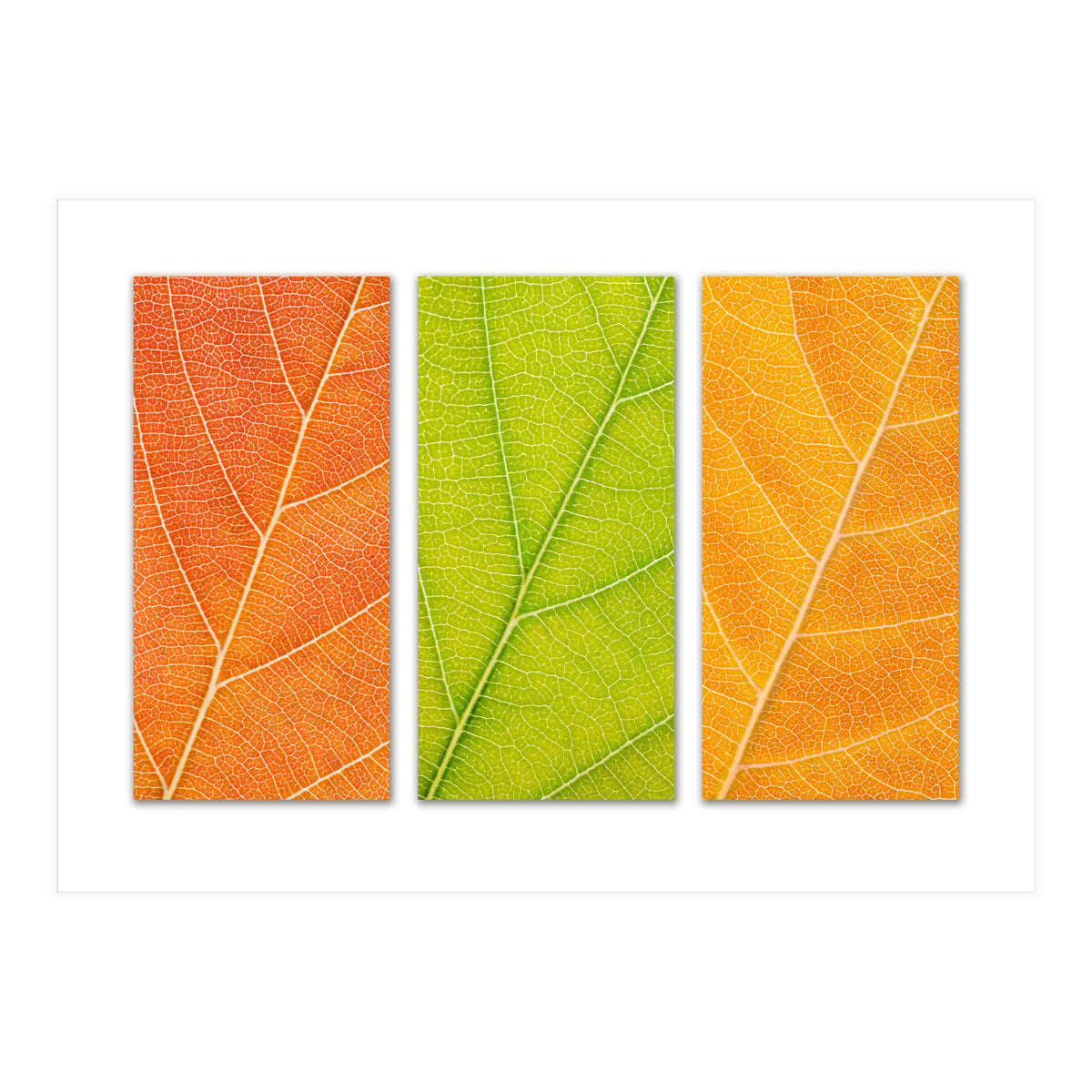 Autumn Leaves (Print Only)