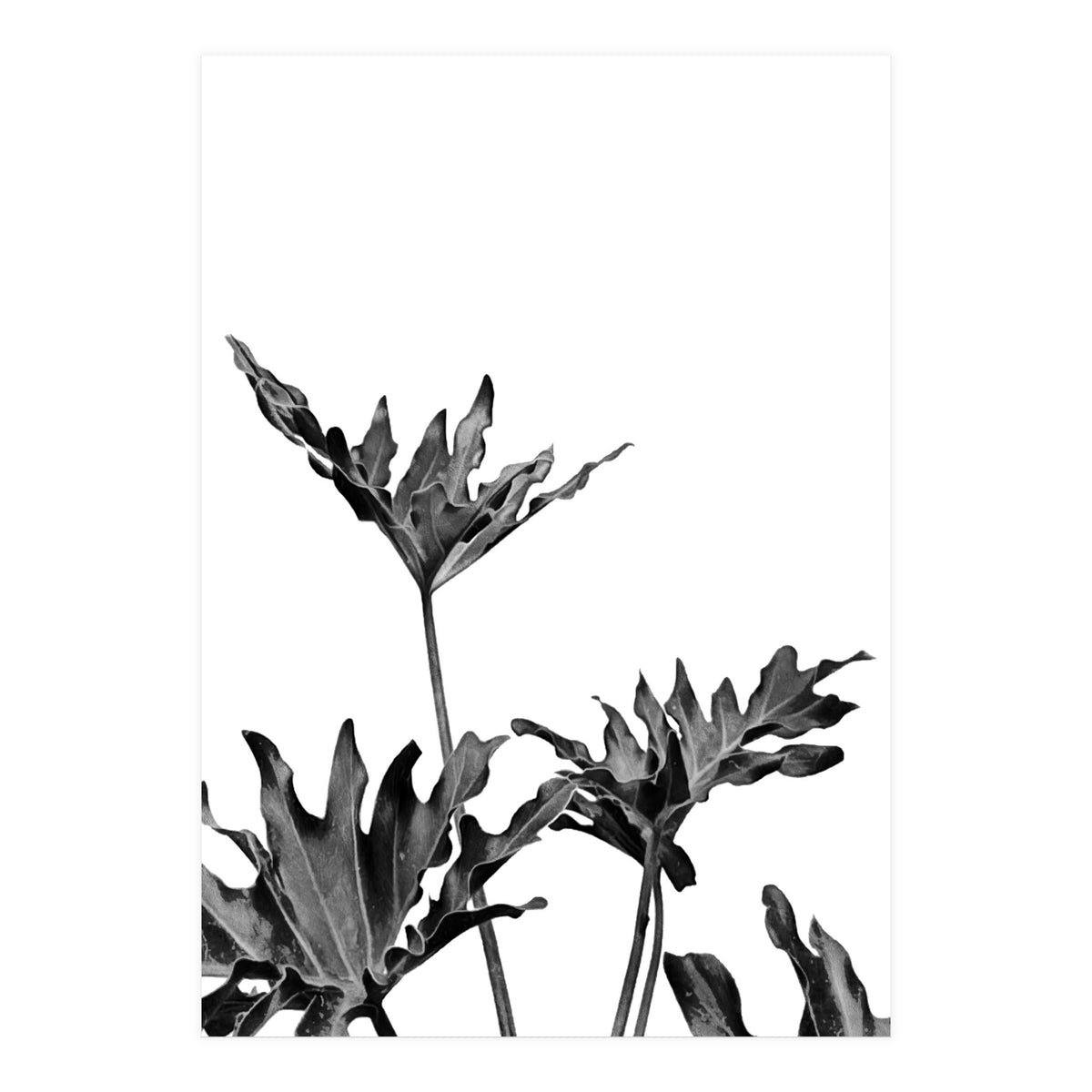 Monstera Black And White 08 (Print Only)