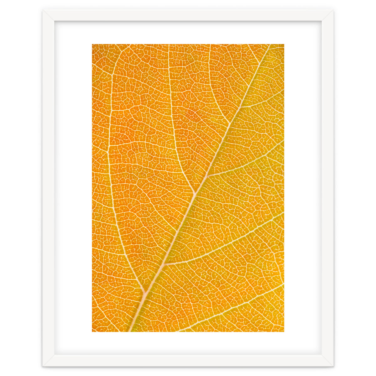Autumn Leaf