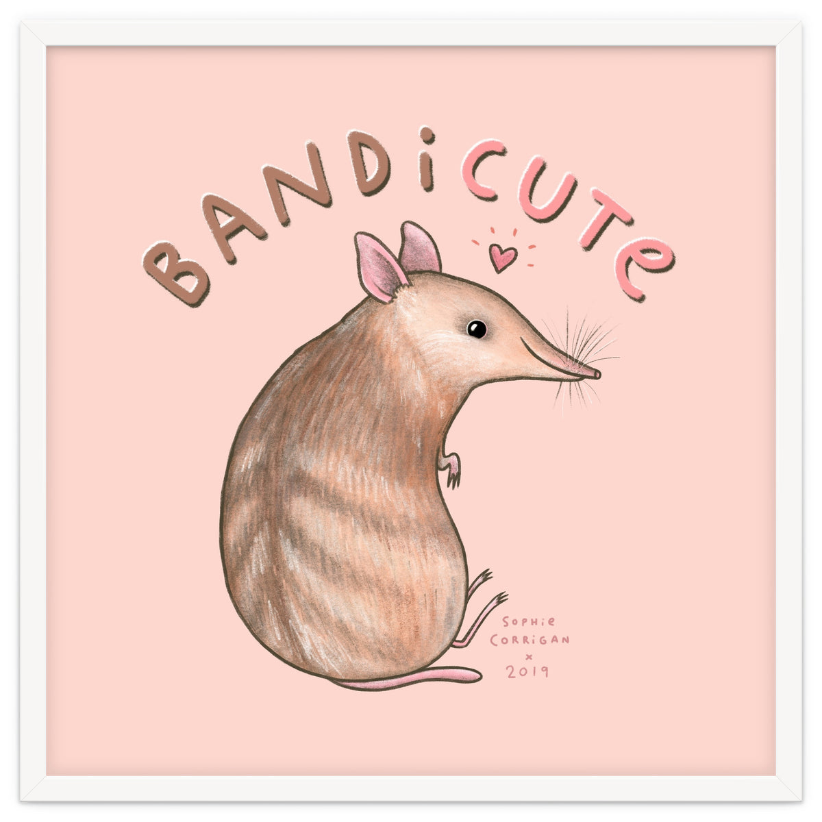 Bandicute