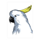 Skecth Macaw (Print Only) thumbnail
