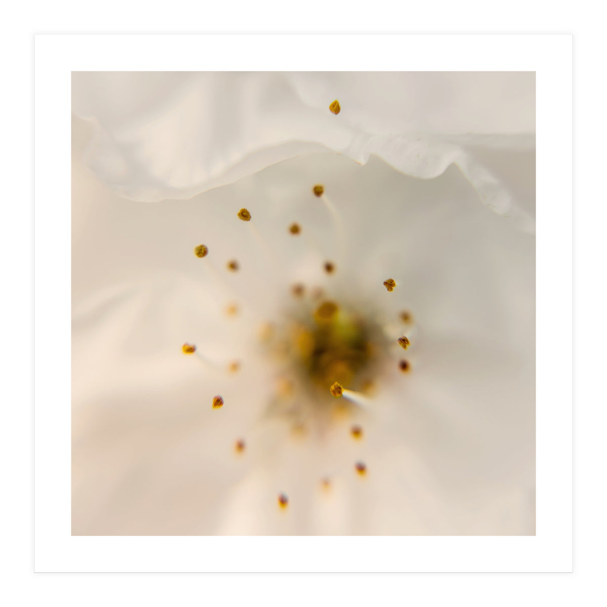 Milk Blossom (Print Only)