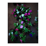 Beautiful Flower Garden (Print Only) thumbnail