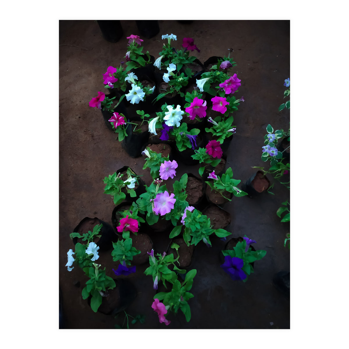 Beautiful Flower Garden (Print Only)