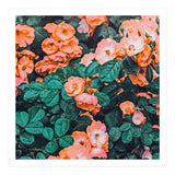 Vintage Blossom Ii (Print Only) thumbnail