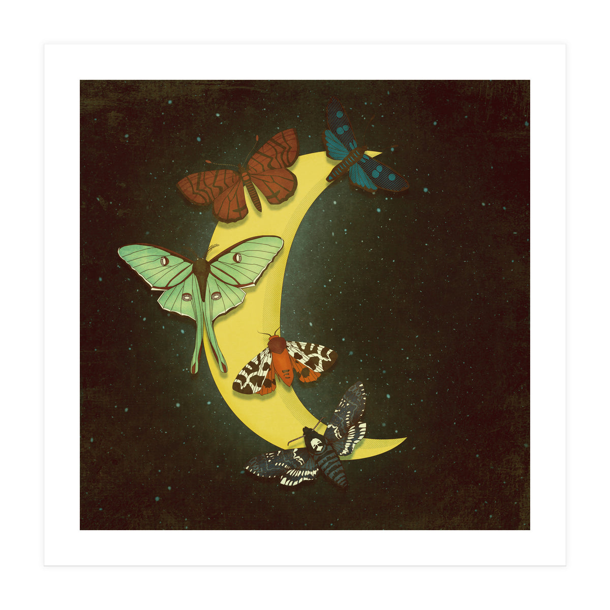 Moth moon (Print Only)