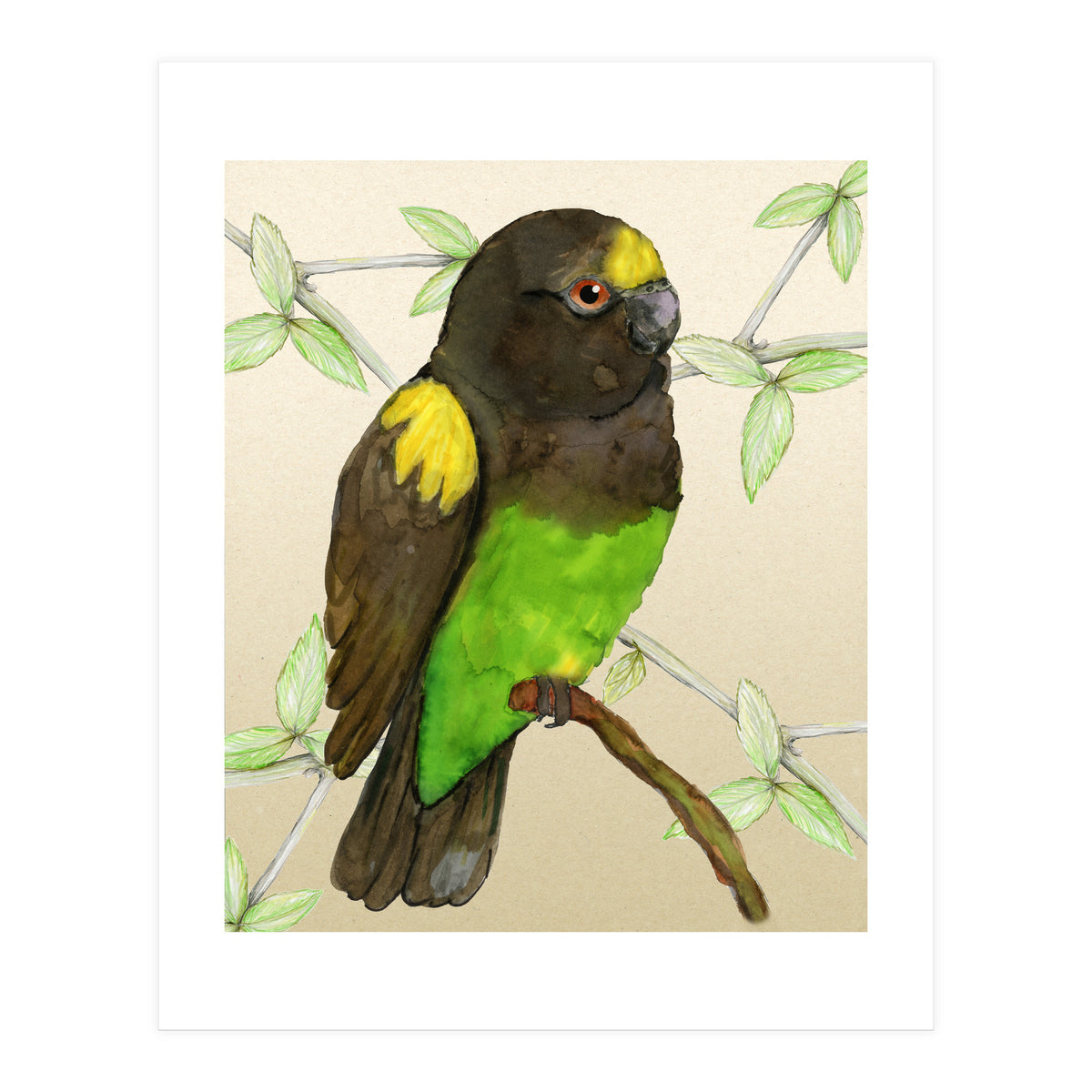 Meyer's parrot watercolor (Print Only)