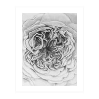 A Rose in Monochrome (Print Only)
