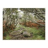 Undergrowth (Print Only) thumbnail