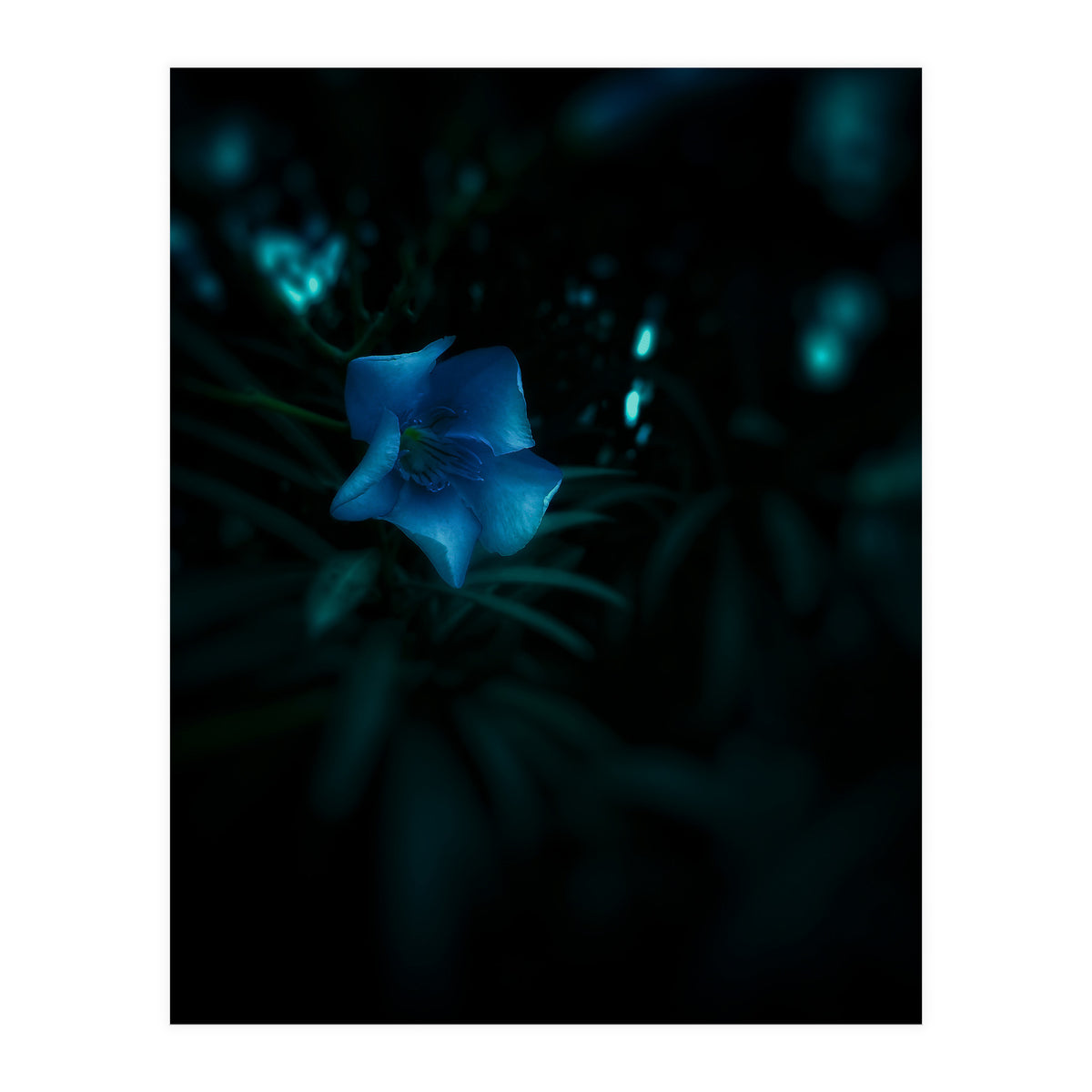 Shining Blue Floral (Print Only)