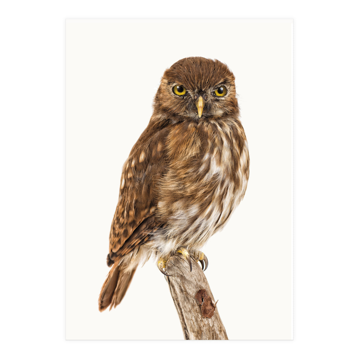 Cc Birds 10 (Print Only)